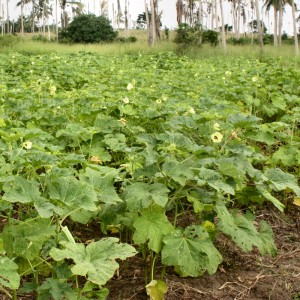 A plot of Okra, being grown on the farm by the young Ghanaian men.